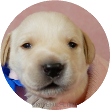 英国ラブラドールの子犬